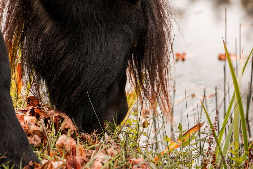 Wildes Konik-Pferd in Oranjezon, Oostkapelle von Mario Lere