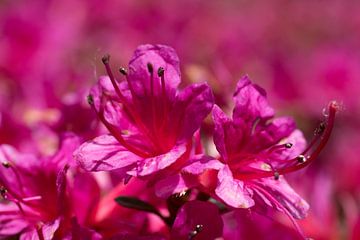 rot-rosa Azaleenblüten, Azaleen sind blühende Sträucher der Gattung Rhododendron von W J Kok