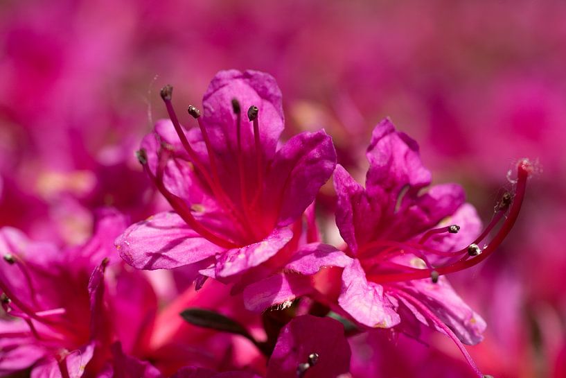 red pink Azalea flowers, azaleas are flowering shrubs in the genus Rhododendron by W J Kok