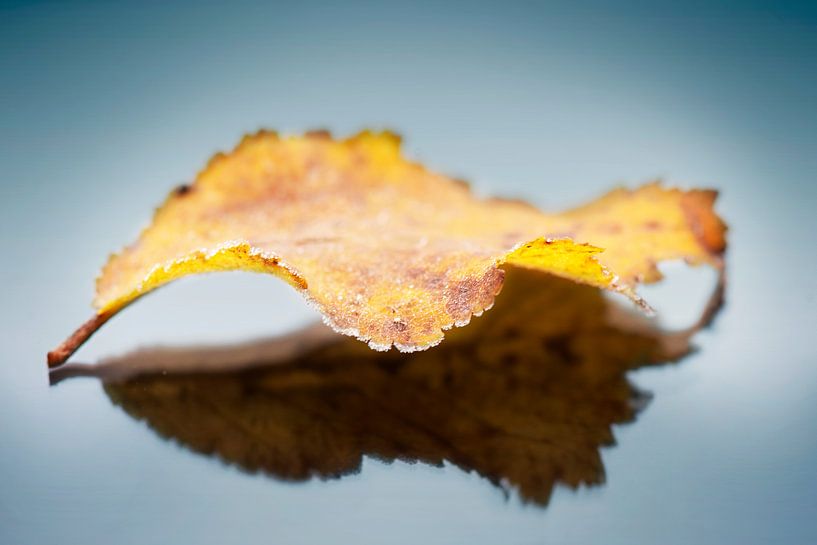 Frozen leaf by Maren Oude Essink