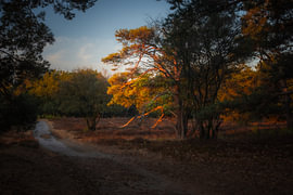 Summer is drawing to a close by Norman van der Geer