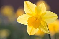 Narcis