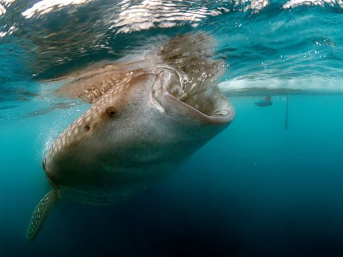 Whale Shark