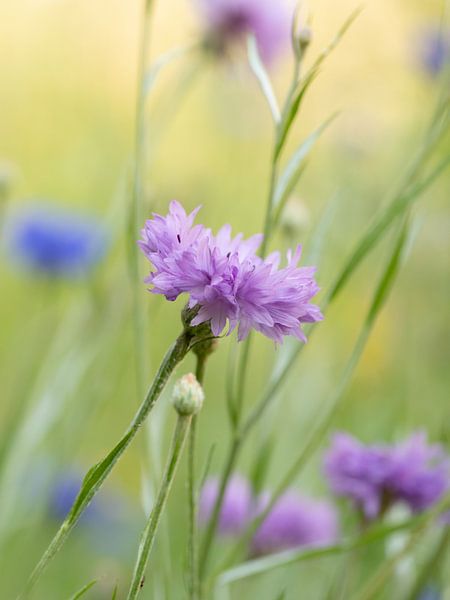 Blumenfeld 2 von Maaike Munniksma