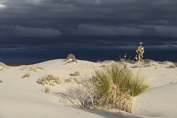 White Sands Dunes National Monument in New Mexico USA van Frank Fichtmüller