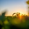 Zonsondergang in de wijngaard bij Pichon Baron van Reismaatjes XXL