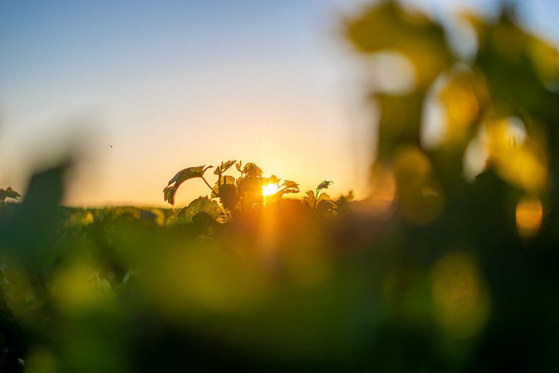 Sunset in the vineyard at Pichon Baron by Reismaatjes XXL