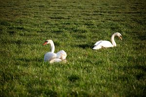 Zwei Schwäne auf einer Wiese im Emsland