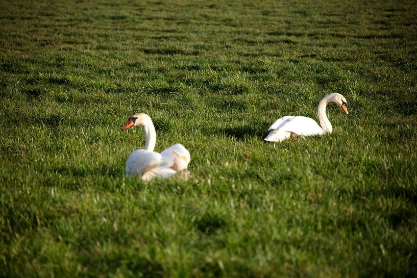 Deux cygnes dans une prairie de l'Emsland par Bianca Meyering Fotos - BMF