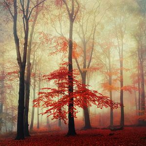 Herfstbos met rood gebladerte