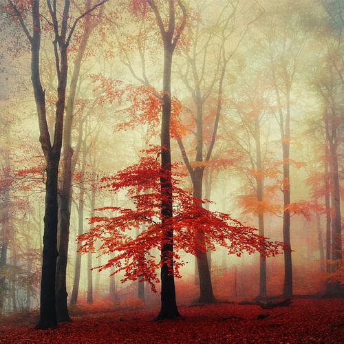 Herfstbos met rood gebladerte