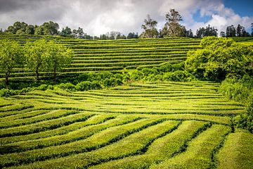 Theeplantages van de Azoren, een verborgen parel van Antwan Janssen