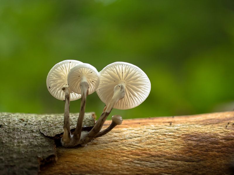 Porcelain mushrooms by Natasja Martijn