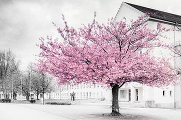 Fleur de cerisier ornementale de Chemnitz