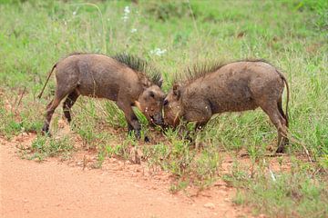 Kaffeeklatsch  Kaffeeklatsch
