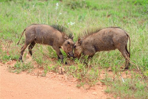 Kaffeeklatsch  Kaffeeklatsch