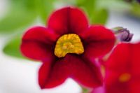 Bright red flower