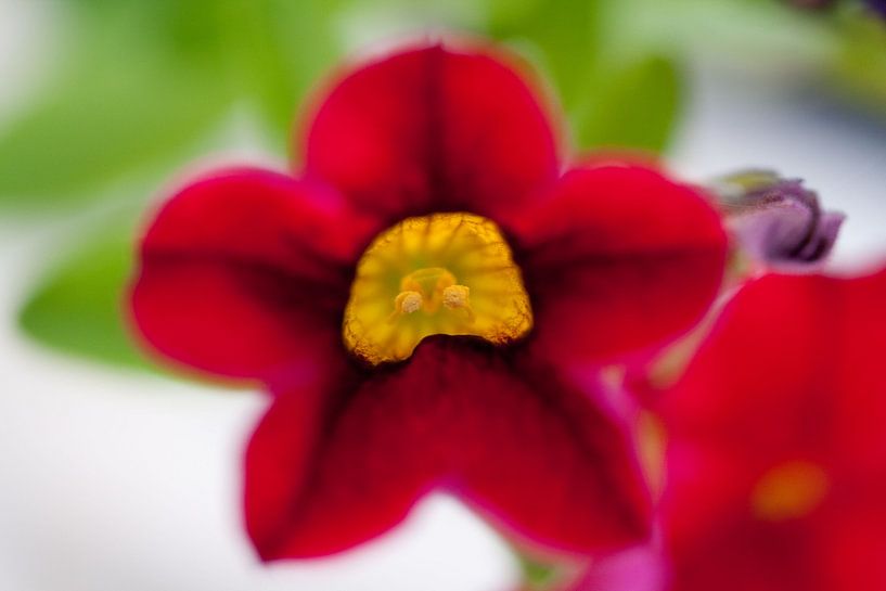 Bright red flower van Roque Klop