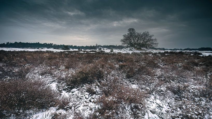 paysage Loonse eh Drunense duinen (Pays-Bas) par Jan Linskens
