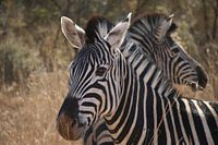 Zebras Pilanesberg National Park South Africa