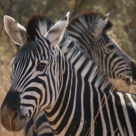 Zebras Pilanesberg National Park South Africa