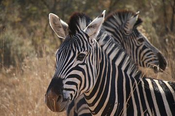 Zebra's Pilanesberg National Parc Zuid Afrika van Ralph van Leuveren