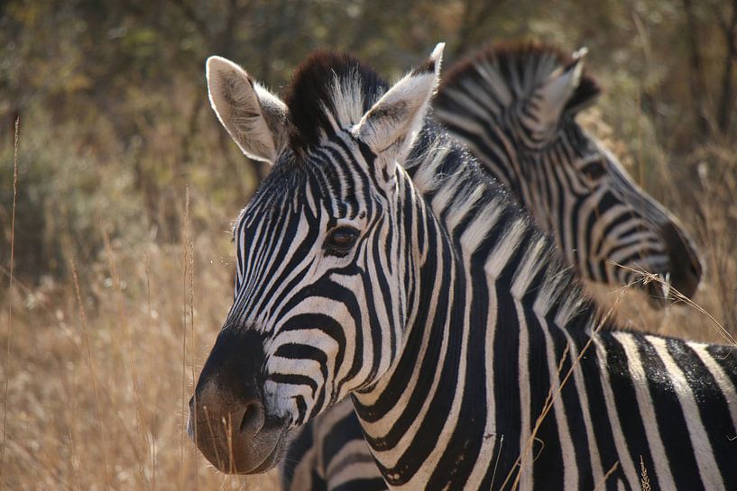 Zebras Pilanesberg National Park Afrique du Sud par Ralph van Leuveren