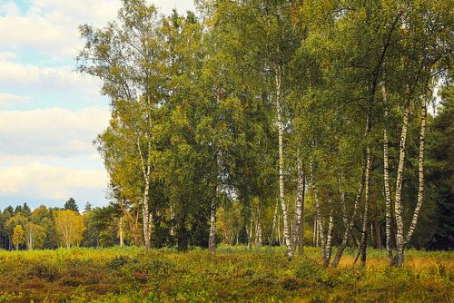 Slijklandschap met berken in Schwenninger Moos - Baden-Württemberg