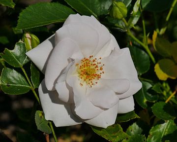 Een botanische roos. van Wim vd Neut