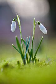 Des débuts fragiles