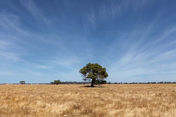 Alleen staande boom op  tarweveld  op een zonnige dag met een blauwe hemel in de staat Victoria, Aus van Tjeerd Kruse