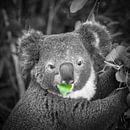 Le koala mange des feuilles par Frans Lemmens Aperçu