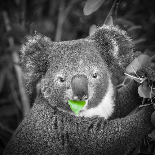Koala eats leaf