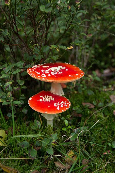 Red with white dots by André Hamerpagt