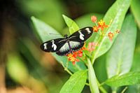 vlinder butterfly
