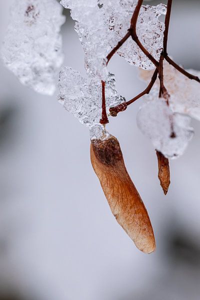 Zware sneeuwval en vorst verrassen de esdoorn van Harald Schottner