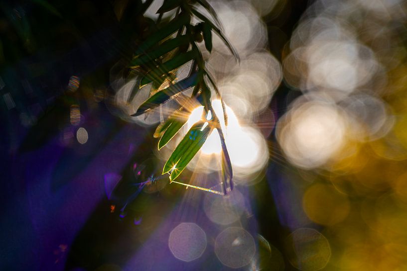 Jaune, violet et étoiles par Author Sim1