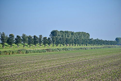 Vue sur le Haarlemmermeer Geniedijk