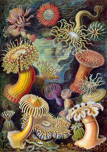 Actiniae, Ernst Haeckel