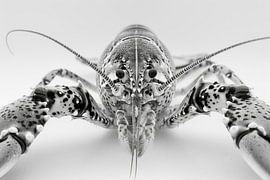 Macrophotographie d'un homard