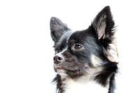 Longhaired Chihuahua