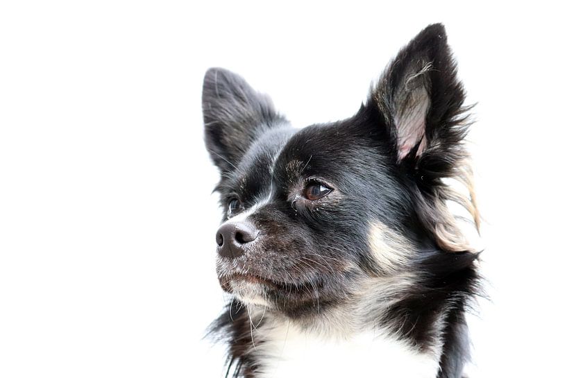 Langhaar-Chihuahua von Clicksby JB