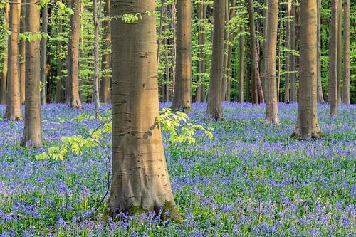 Abendsonne im Hallerbos