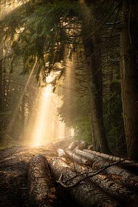Sonnenstrahlen im Wald von KB Design & Photography (Karen Brouwer)