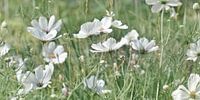 Flower meadow