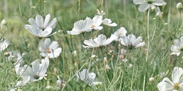 Prairie fleurie sur Violetta Honkisz