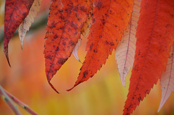 colors of fall