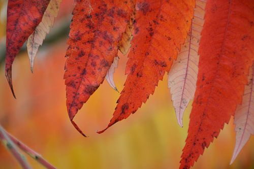 herfstkleuren