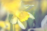Narcissus (narcis) von Alessia Peviani Miniaturansicht
