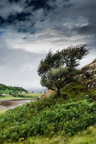 Boom op helling in Schotland